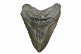 Huge, Fossil Megalodon Tooth - North Carolina #381352-1